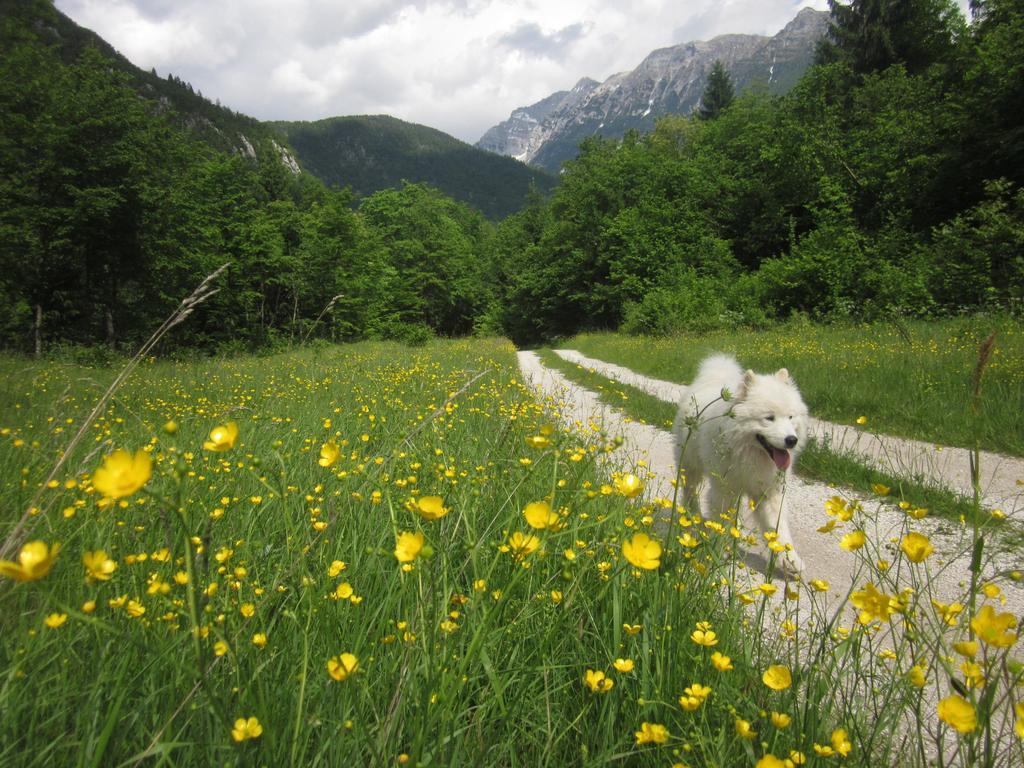 Bovec Home At Three Samoyeds Soča Zewnętrze zdjęcie